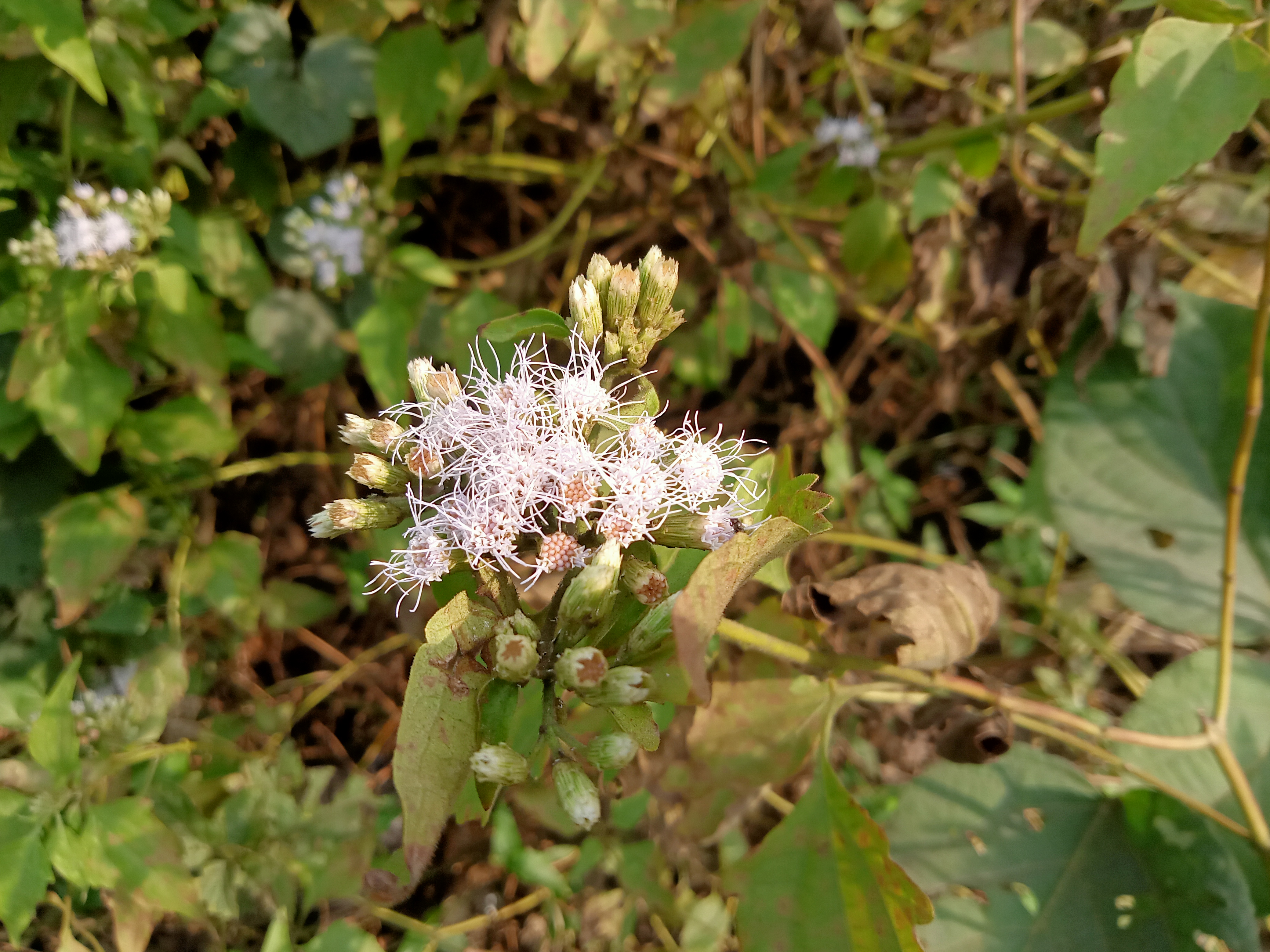 A cluster of small pale purple and white flowers with green leaves in Kawtoli, Brahmanbaria, Bangladesh.