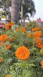 A vibrant display of marigold flowers with bright orange blooms surrounded by lush green foliage.