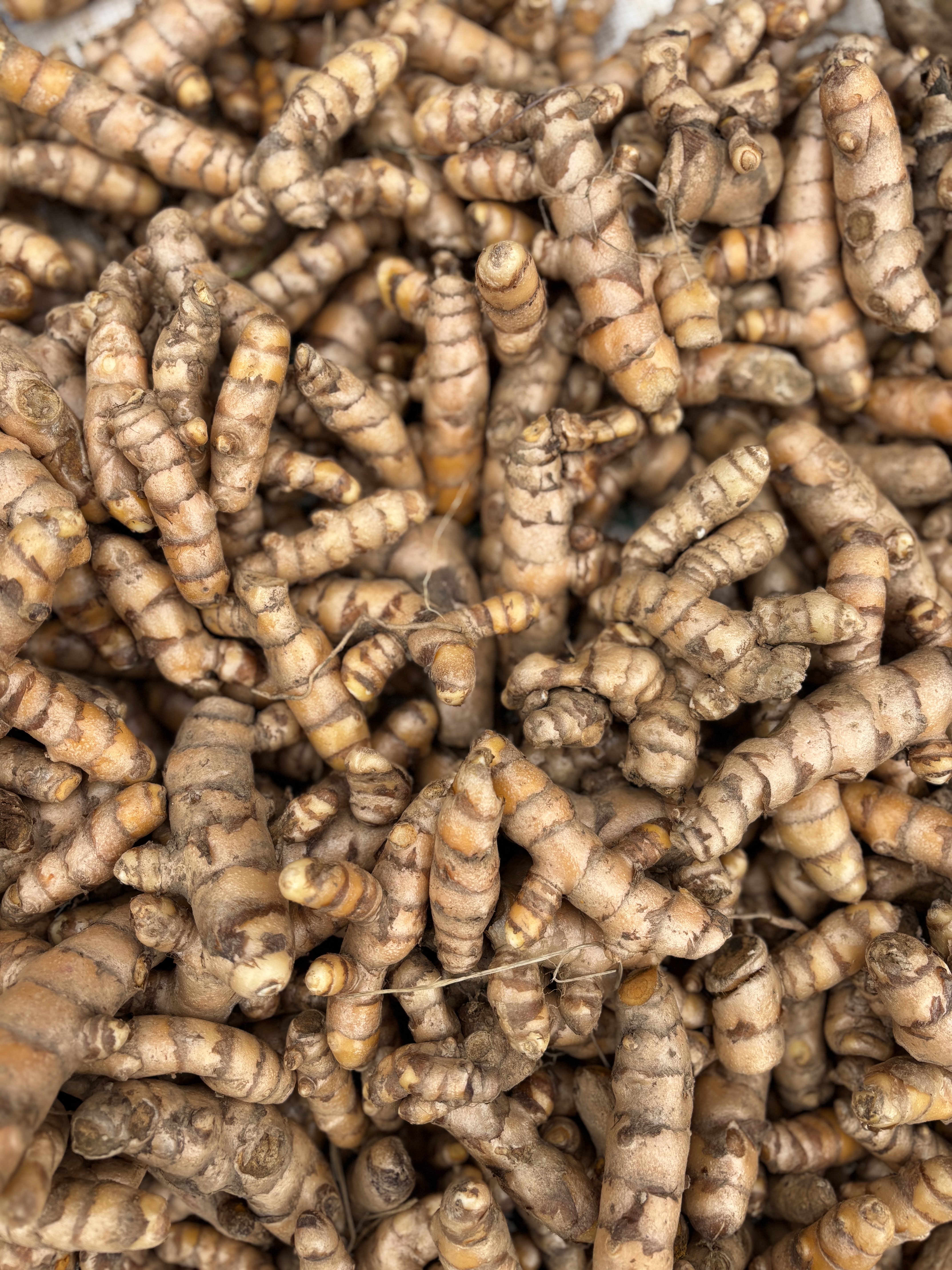 A close-up of piled brown turmeric roots showing their twisty shapes and earthy texture.