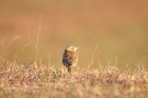 A small brown Richard's Pipit standing in short dry grass, looking back over its shoulder.
