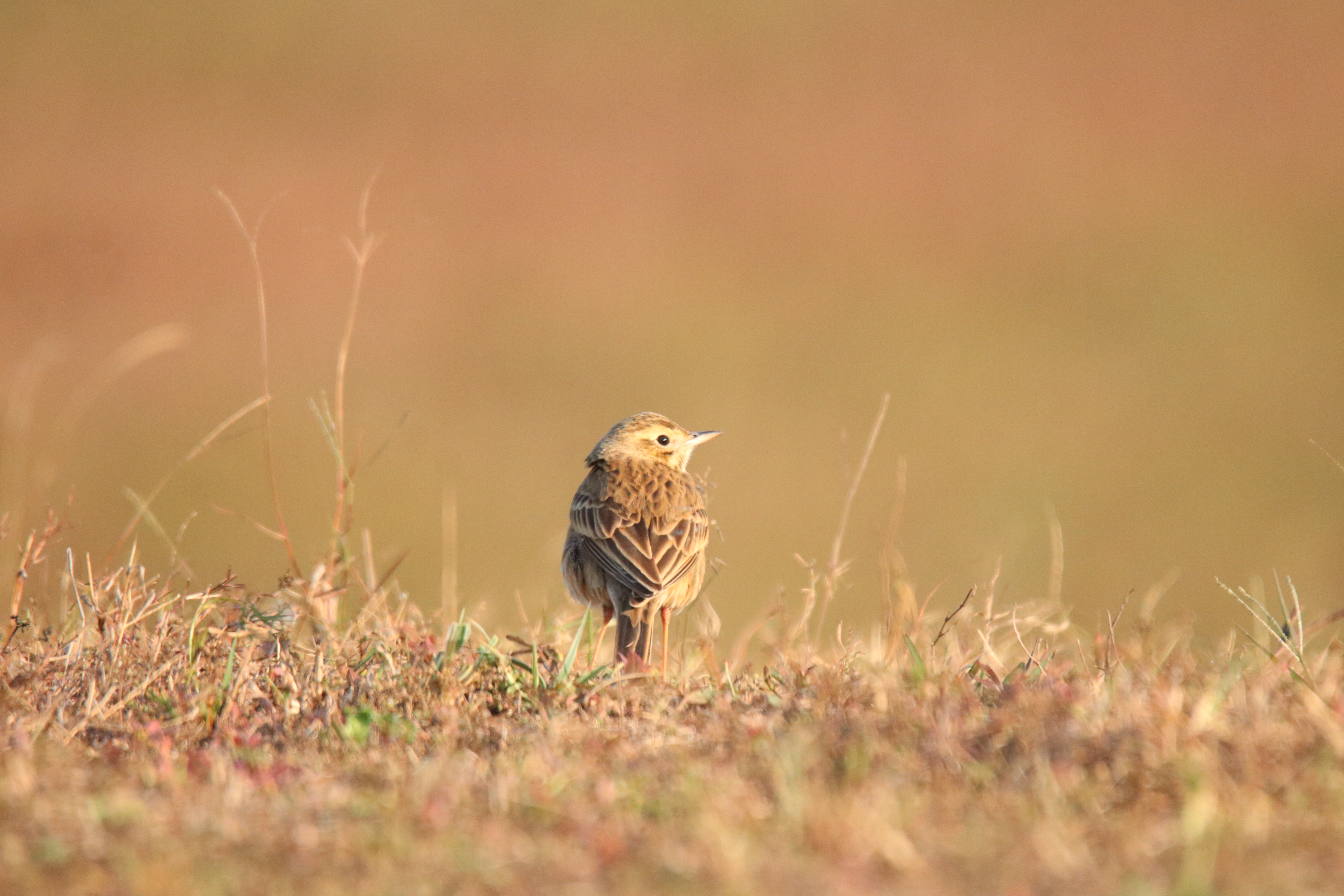 A small brown Richard's Pipit standing in short dry grass, looking back over its shoulder.