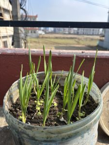 A small round pot with dark soil and bright green garlic shoots growing from it.