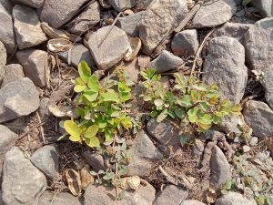 Small plants growing on rocks and peanut peels in Kawtoli, Brahmanbaria