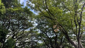 Looking up through a dense canopy of tall, green tropical trees, with a bright blue sky visible through the leaves and branches, and part of a building in the lower left background.
