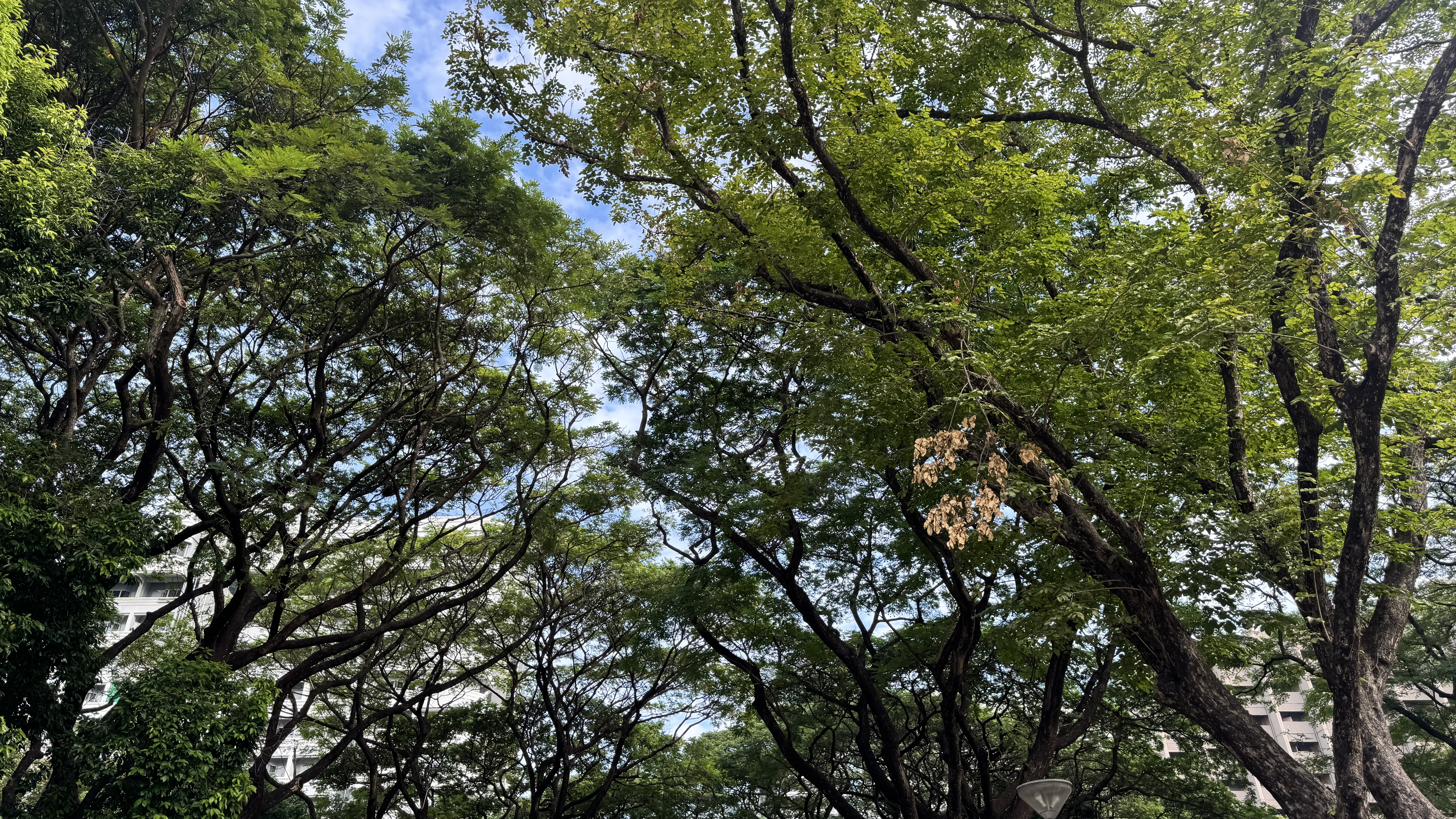 Looking up through a dense canopy of tall, green tropical trees, with a bright blue sky visible through the leaves and branches, and part of a building in the lower left background.