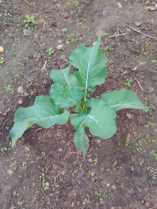 Young cauliflower plant growing in dark soil.