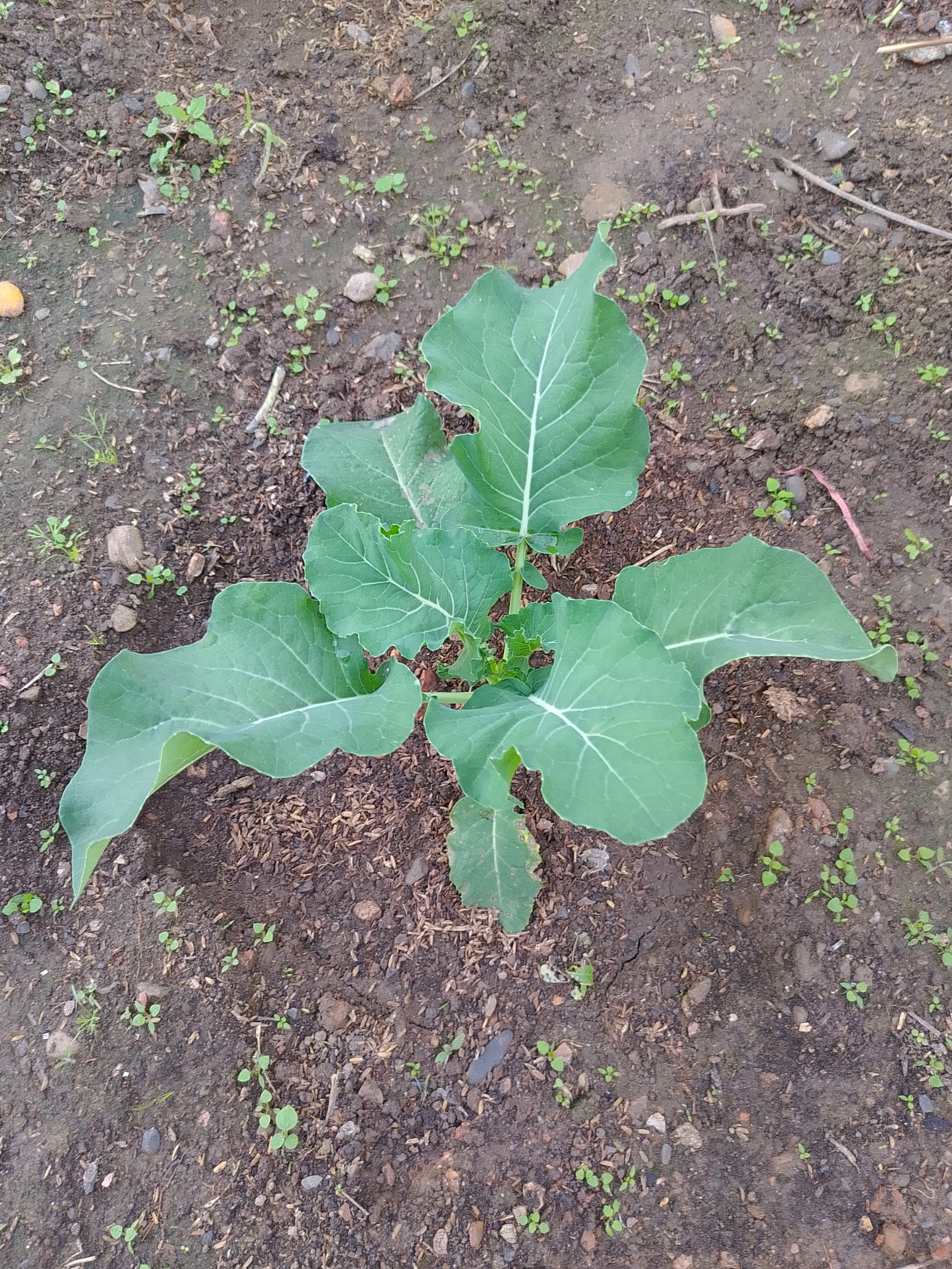 Young cauliflower plant growing in dark soil.