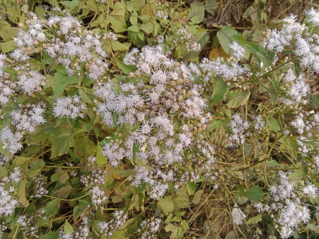 A bunch of small white flowers blooming in the jungle at Kawtoli, Brahmanbaria District, Bangladesh.