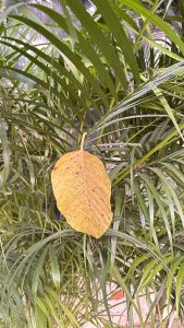 A close-up view of a yellowed leaf resting among green palm fronds. 