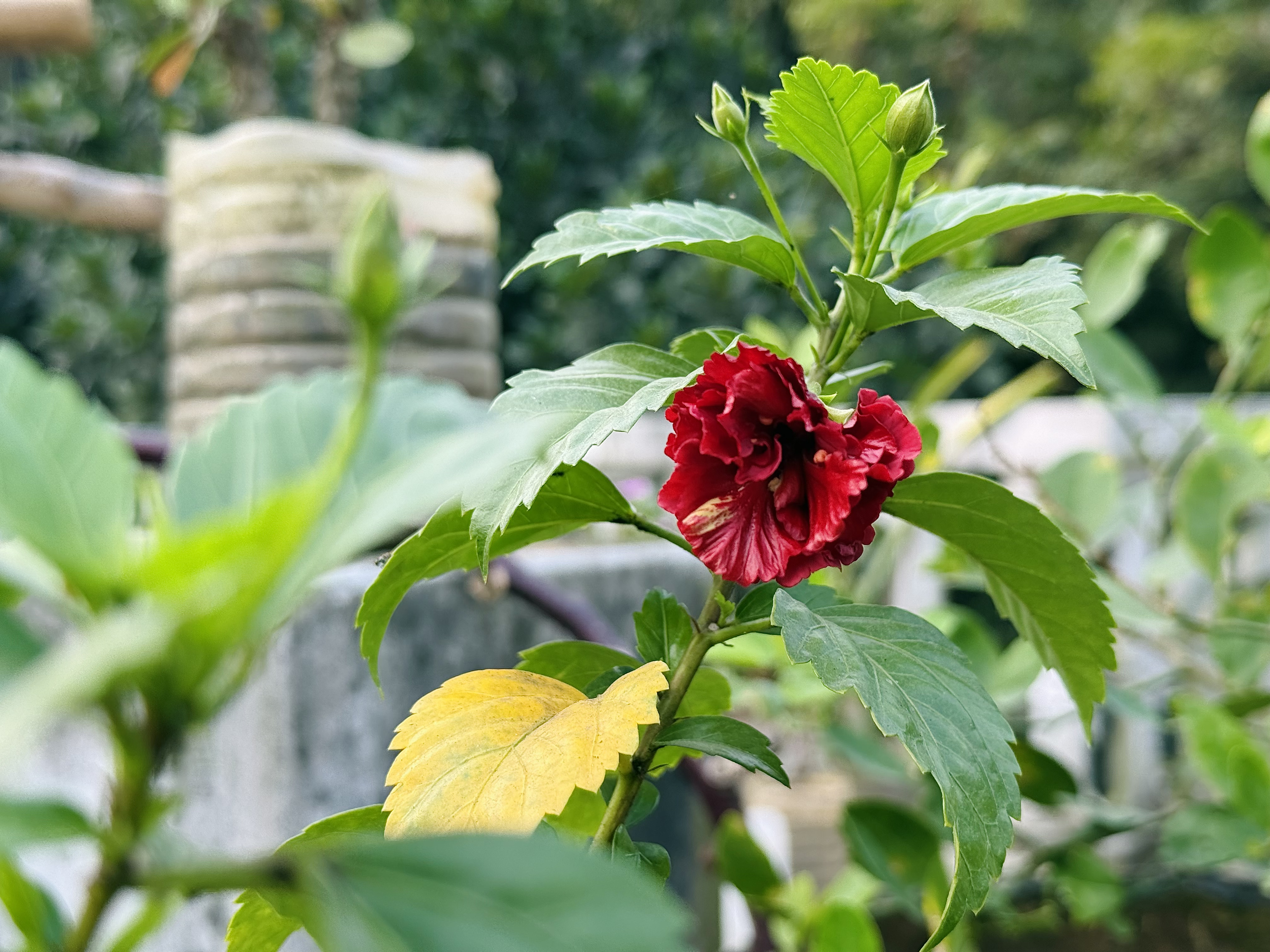 A close-up of a vibrant red hibiscus flower surrounded by green leaves, with one yellow leaf partially visible.
