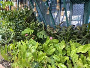 Lush greenery with various tropical plants and pink flowers under warm hanging Edison bulbs. Metal netting and beams create a modern, serene ambiance.
