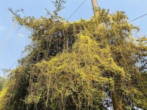 Bright yellow vines cover green foliage and a utility pole under a clear blue sky.