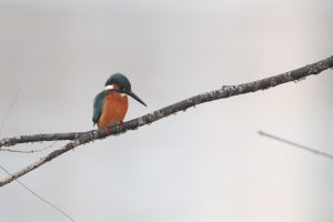A Common Kingfisher is perched on a branch.