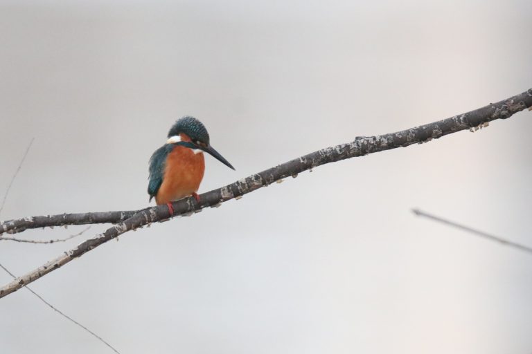 A Common Kingfisher (普通翠鸟) is perched on a branch.