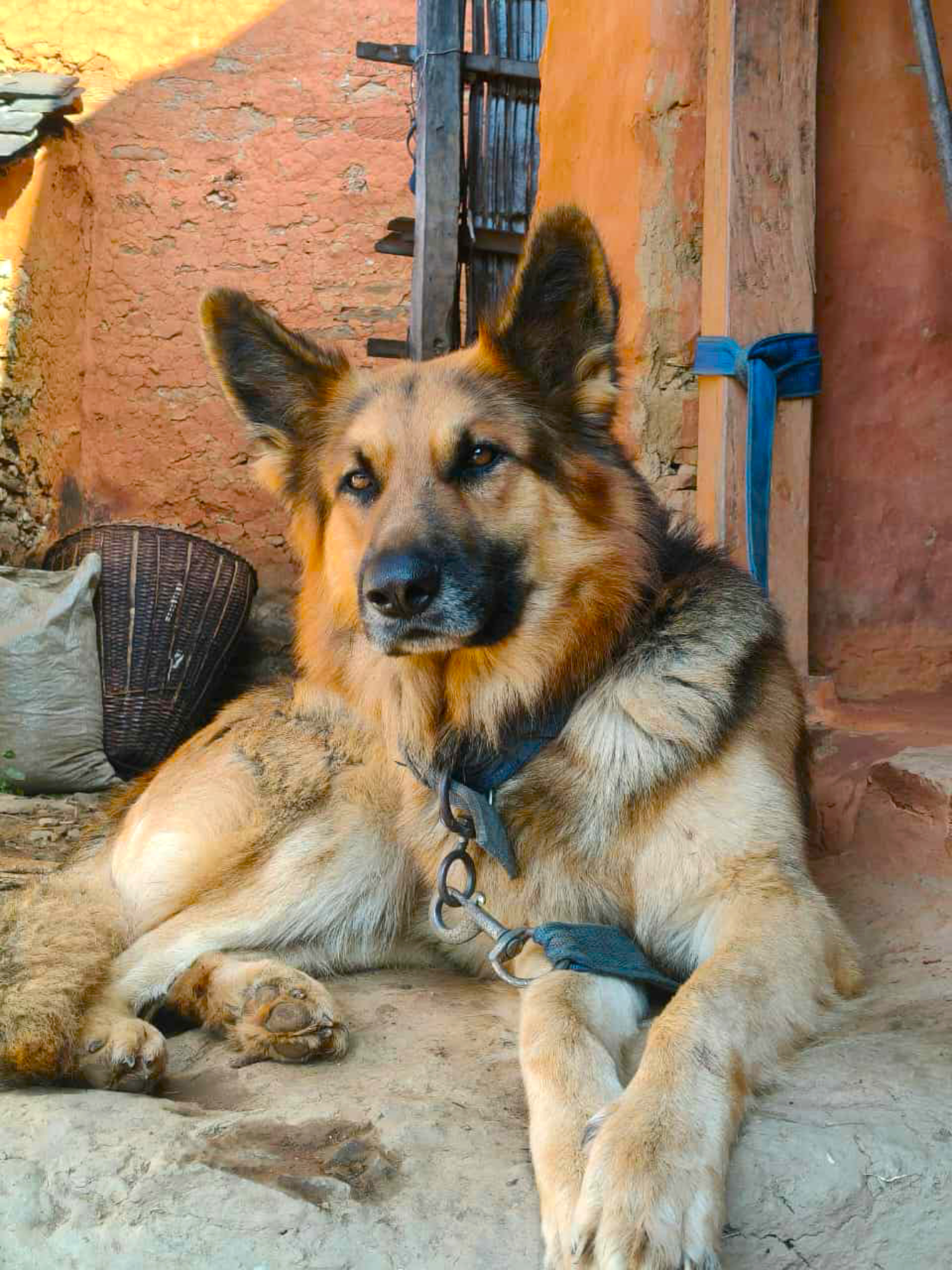 A medium to large dog is lying on the ground, appearing relaxed and alert. 