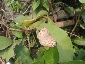 Butterfly in the jungle at Kawtoli, Brahmanbaria, Bangladesh