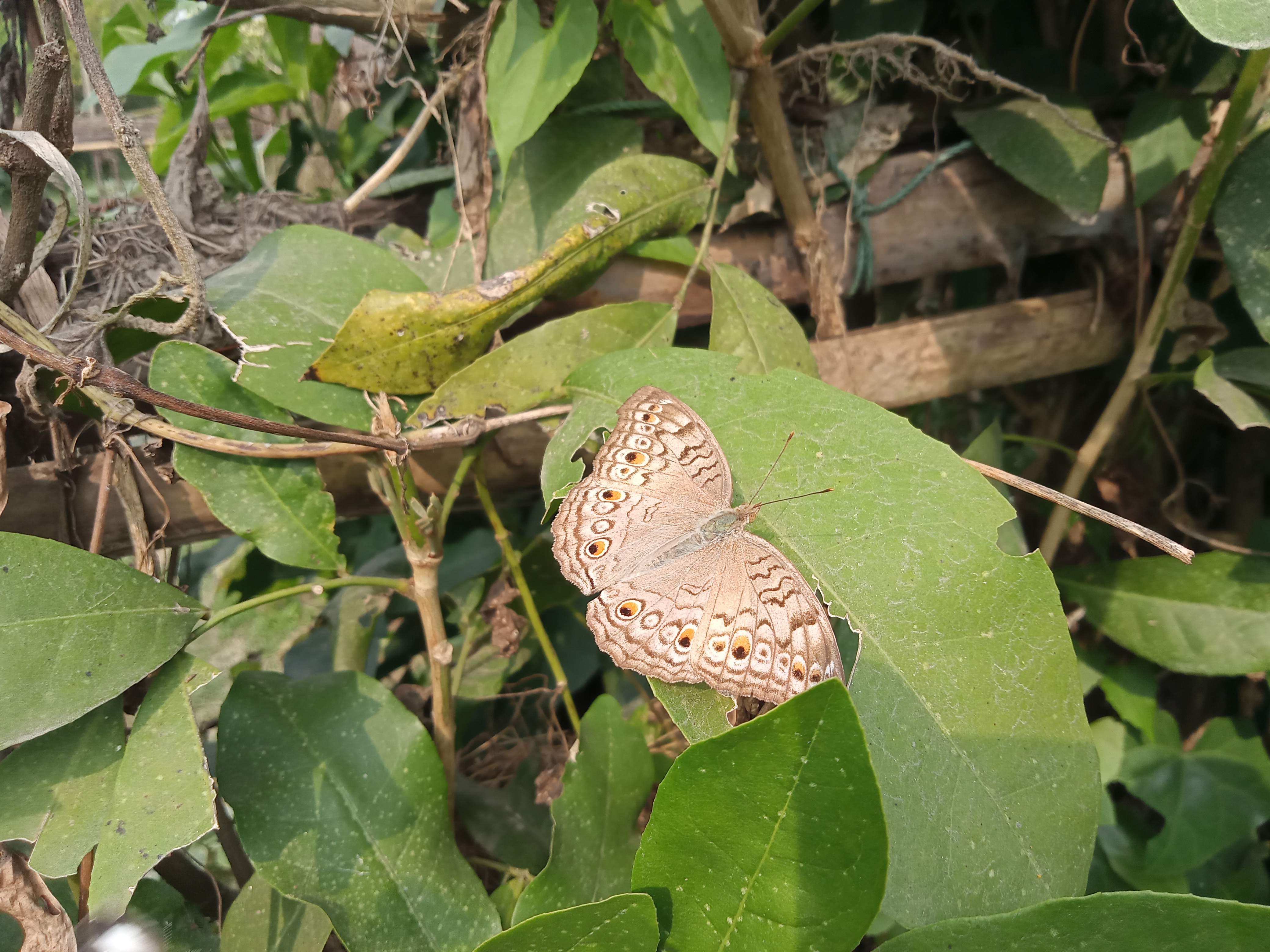 Butterfly in the jungle at Kawtoli, Brahmanbaria, Bangladesh