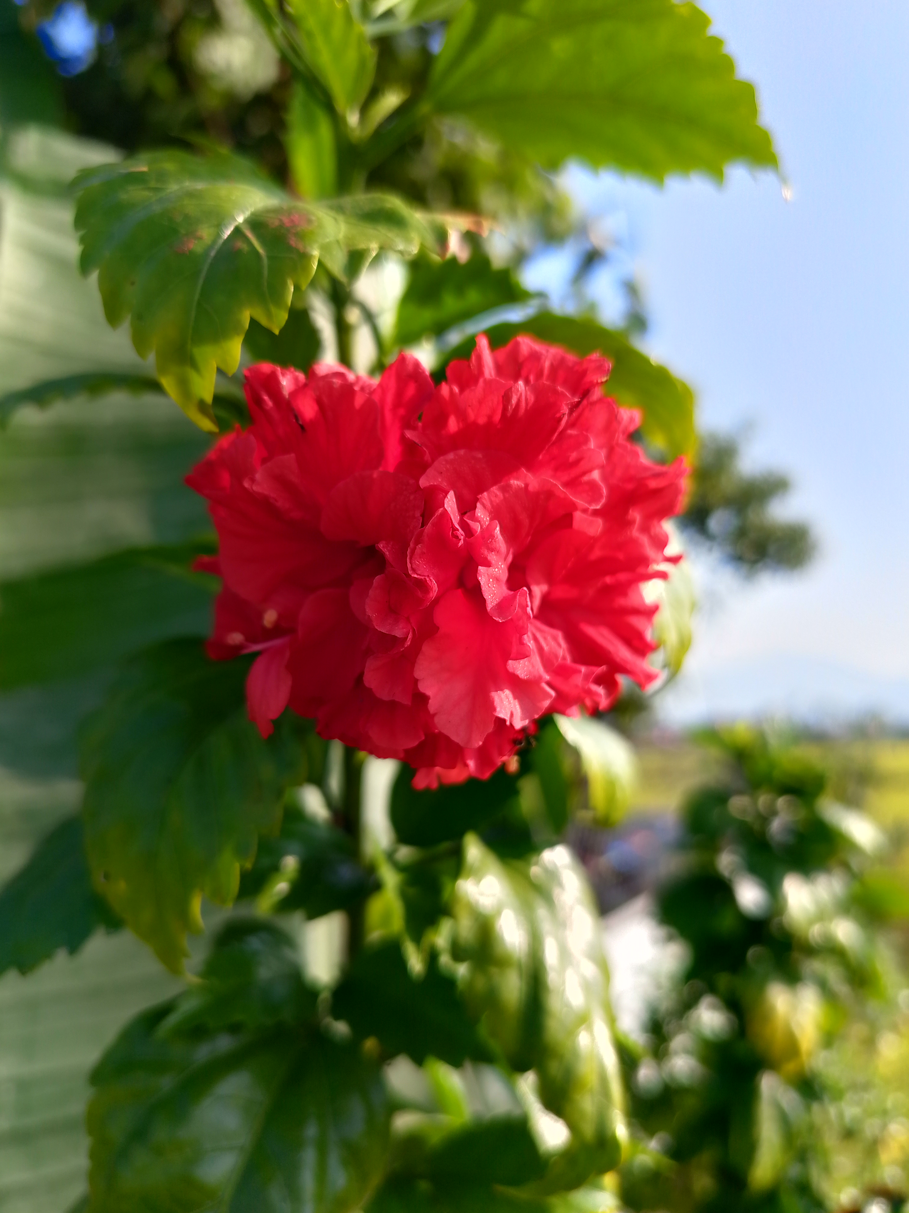 A vibrant red flower blooms prominently, surrounded by lush green leaves