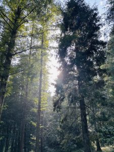 A serene forest scene featuring tall trees with dense green foliage. Sunlight filters through the canopy, creating a soft glow that highlights the texture of the leaves and the bark of the trees