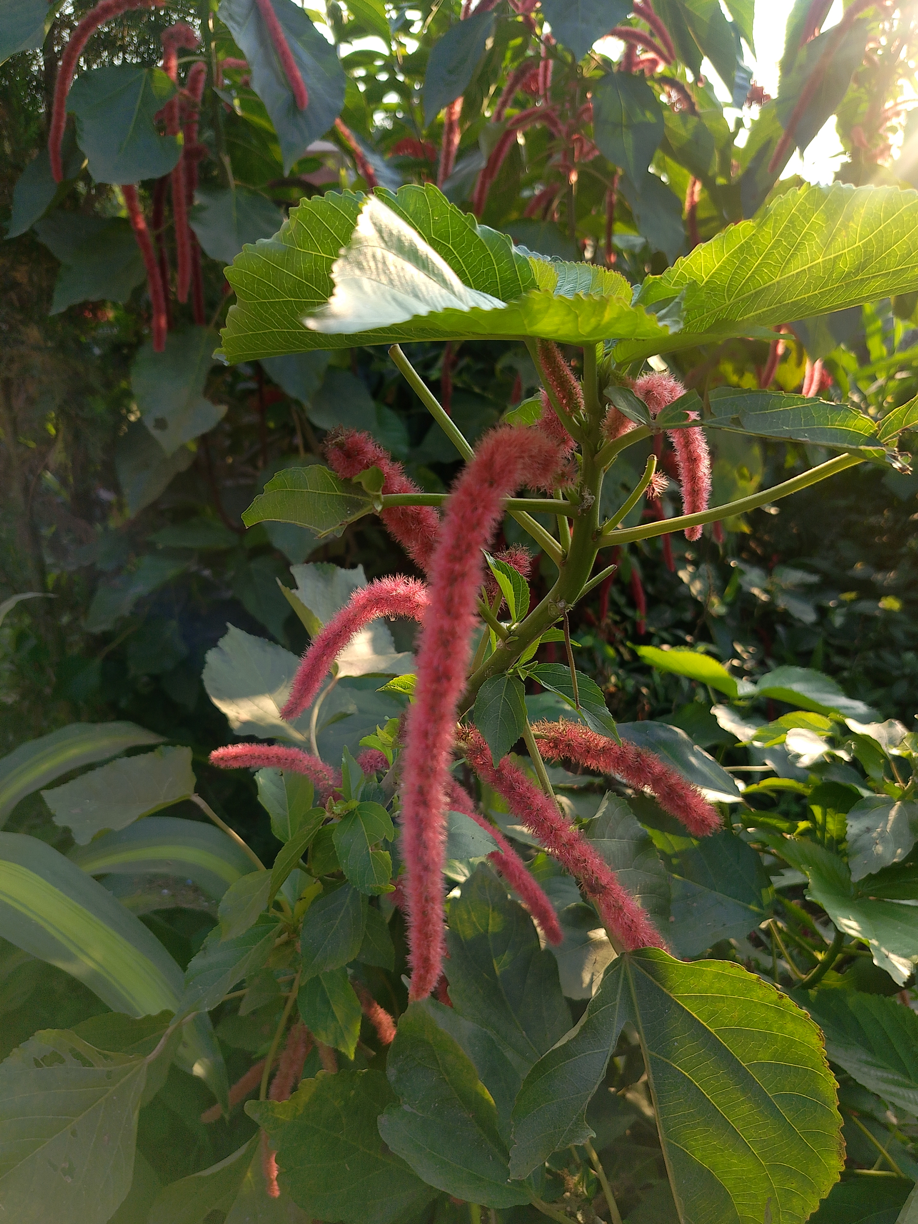 A close-up of pink flower spikes with green leaves in bright sunlight.