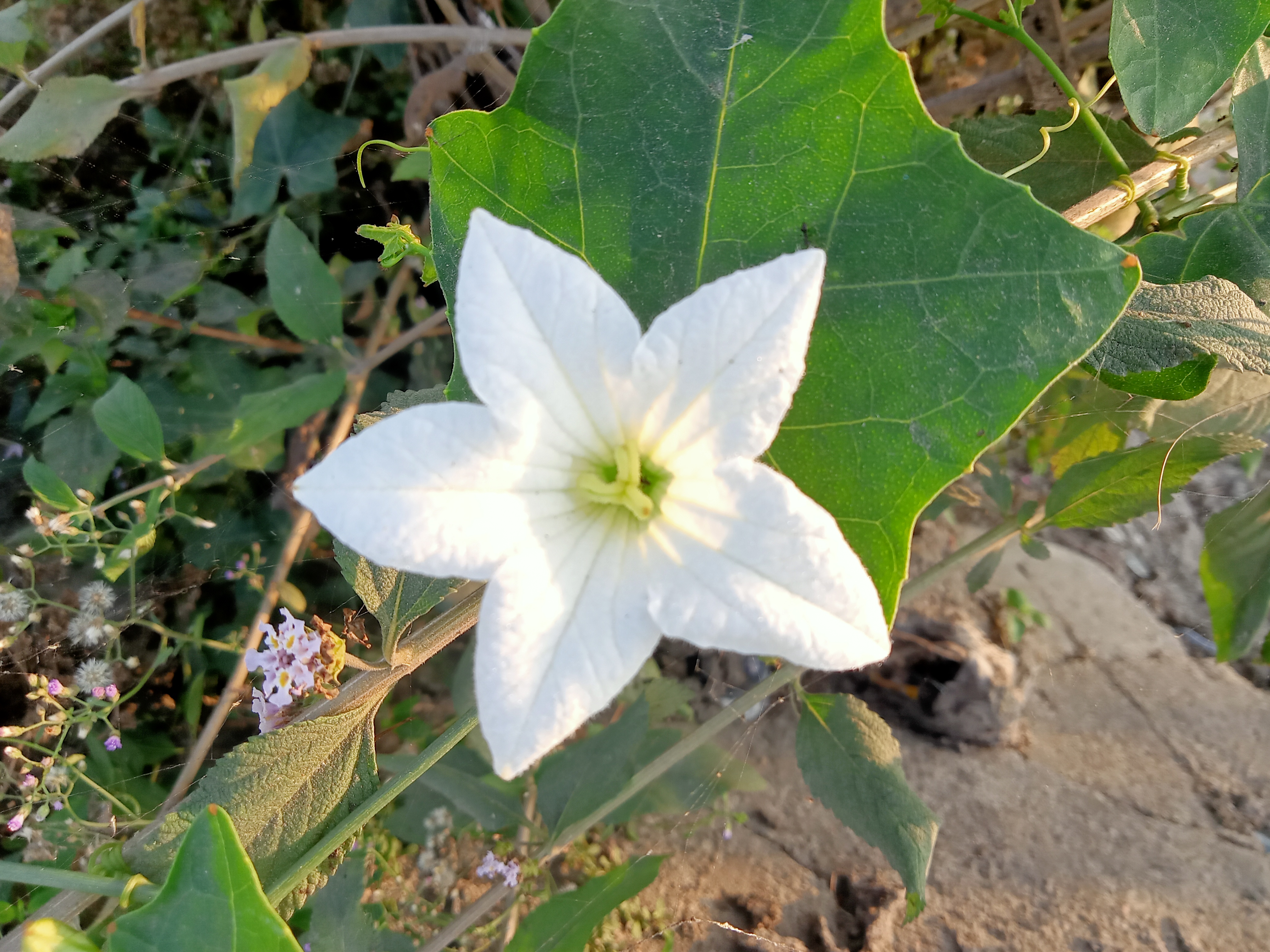 White flowers with small blossoms at Kawtoli, Brahmanbaria, Bangladesh.
