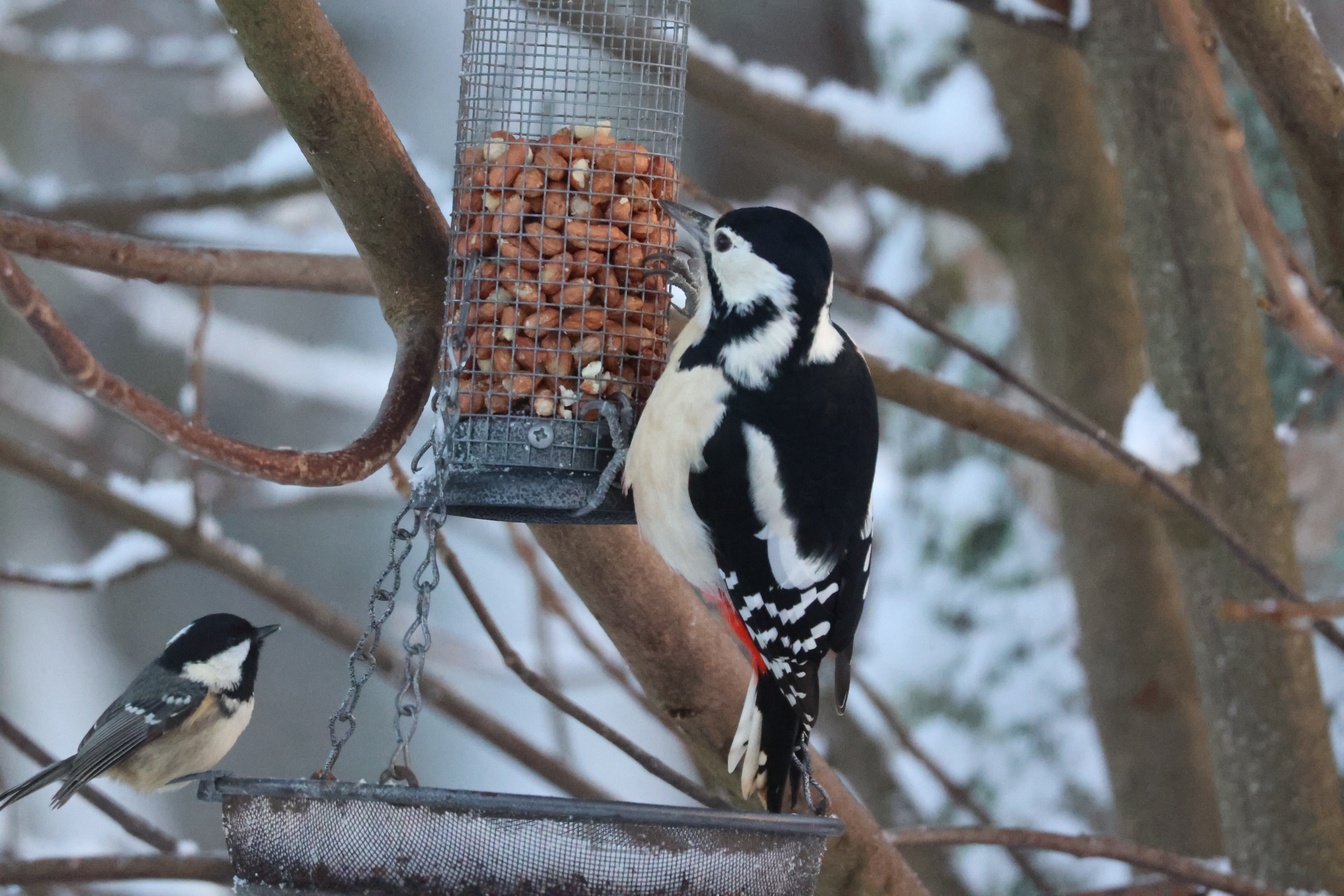 Greater Spotted Woodpecker pecking at a nut feeder as and a Coal Tit watches from the snow filled basket below.