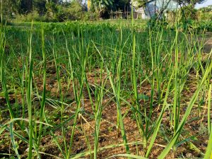 
A lush patch of green Garlic plants growing in a garden. 