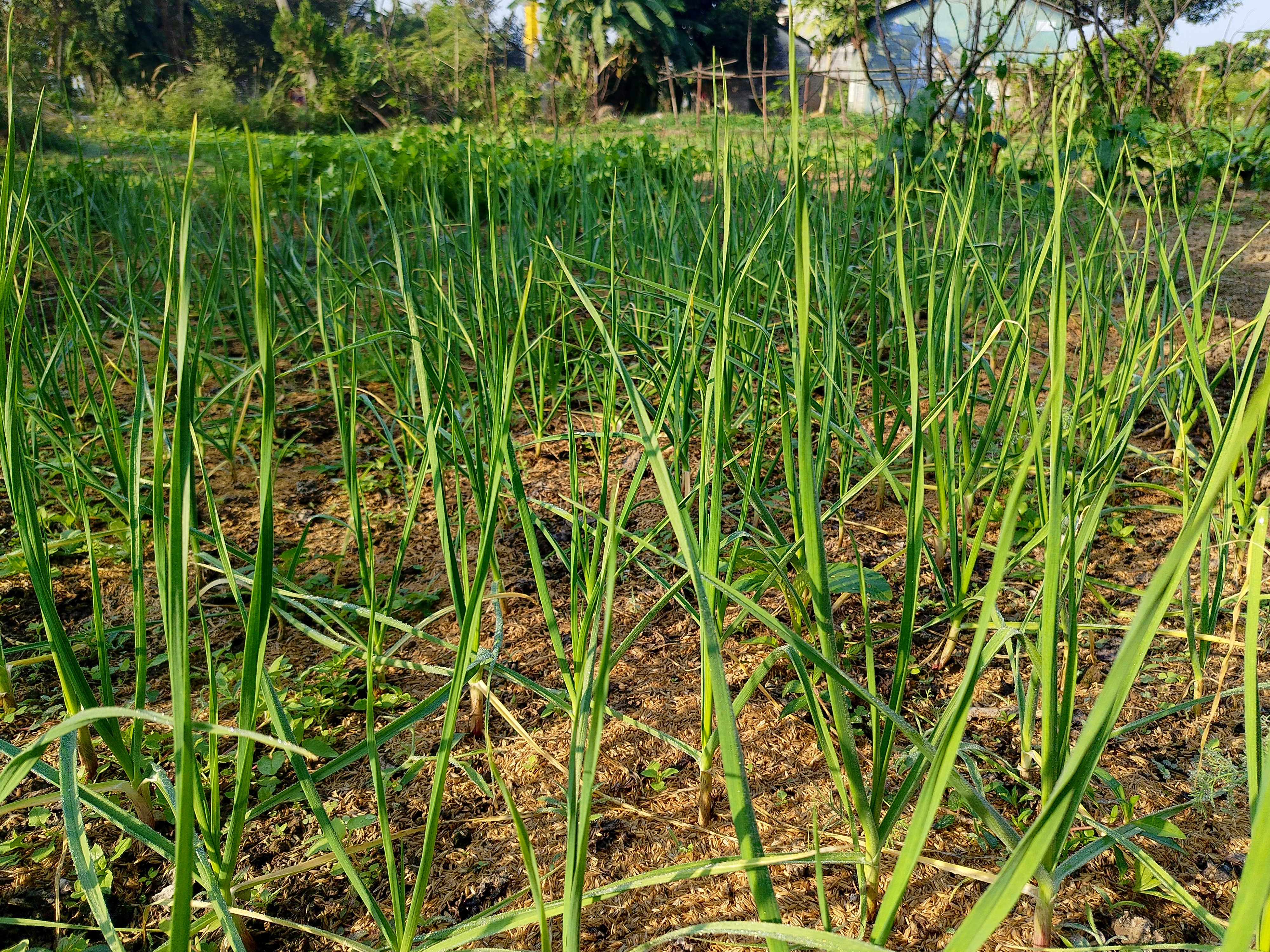 
A lush patch of green Garlic plants growing in a garden. 