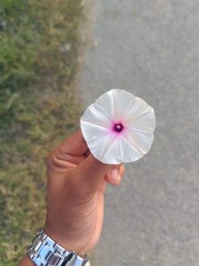 A close-up view of a white flower held by a hand, displaying delicate petals with a hint of pink at the center. The background features green grass and a gravel pathway. The hand is adorned with a silver wristwatch.