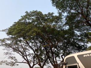 A view of tall green trees against a clear blue sky, with the top branches and leaves visible. The foreground includes a portion of a vehicle, partially obstructing the view of the sky.