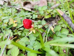Wild strawberry in Srilanka, small and red, nestled among green grass and leaves.