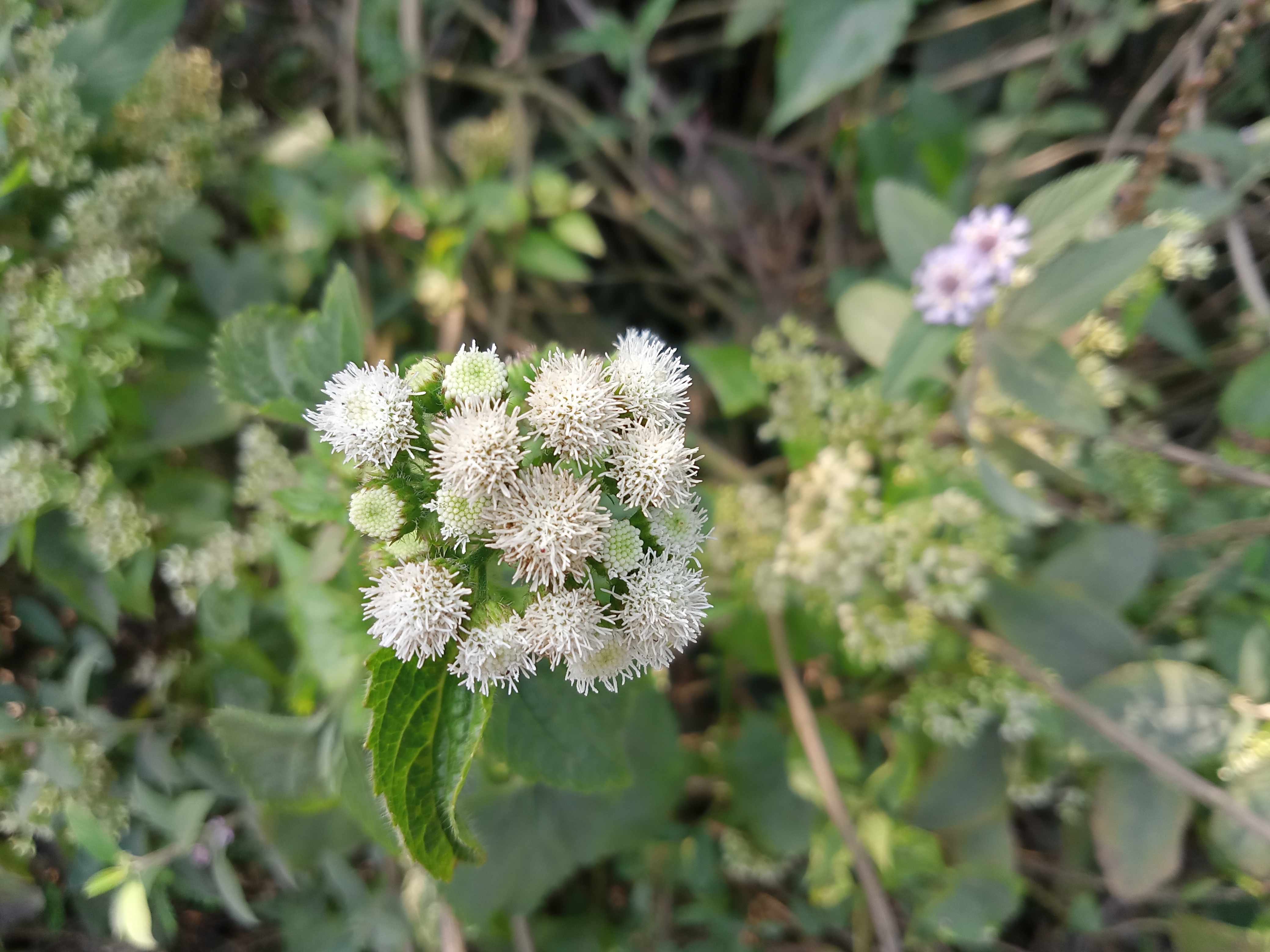 Small white flowers with two colorful ones in the distance, Kawtoli, Brahmanbaria, Bangladesh.