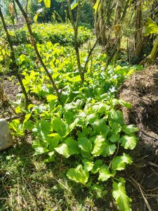 A lush green area filled with vibrant leafy plants, featuring large bright green leaves.