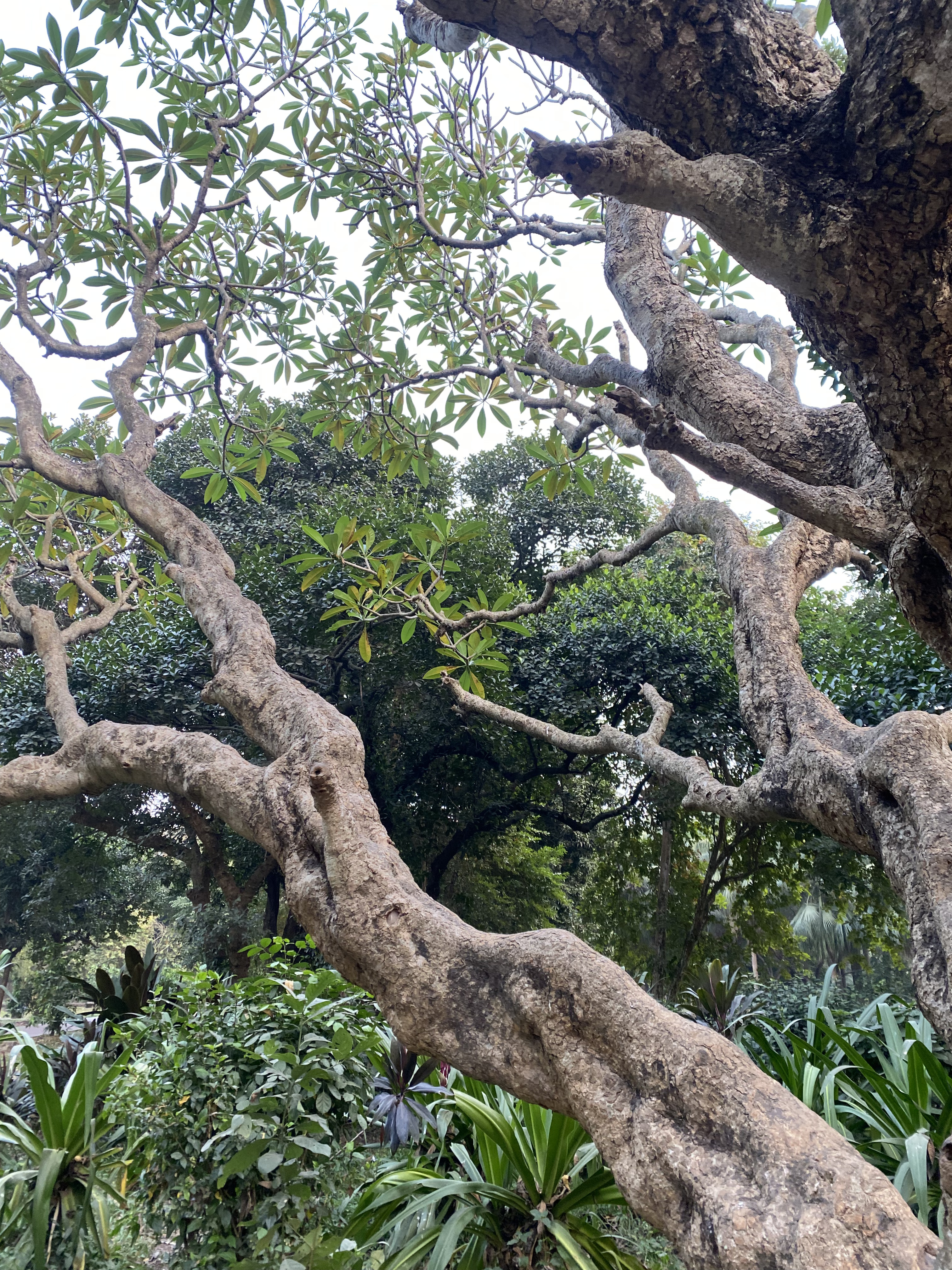 A close-up view of a gnarled tree branch with lush green leaves, set against a backdrop of dense foliage and greenery.