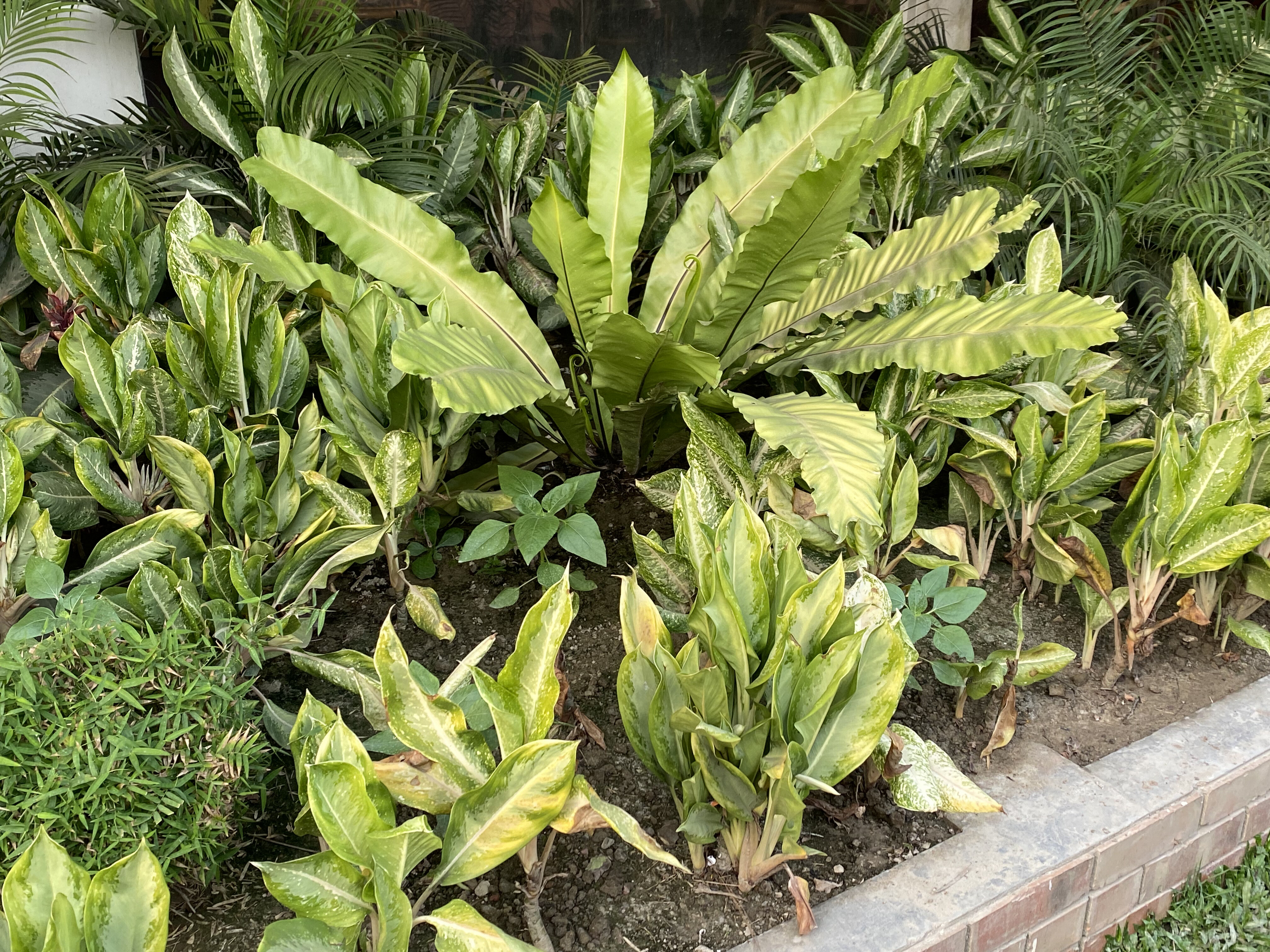 A lush garden bed filled with various green plants, including large leafy ferns and smaller, bushy shrubs with variegated leaves.