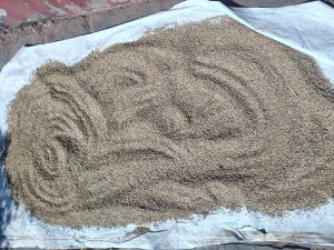 A large, spread-out mound of small, light brown seeds on a white tarp