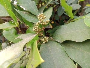 Flowers with green leaves, Kawtoli, Brahmanbaria, Bangladesh