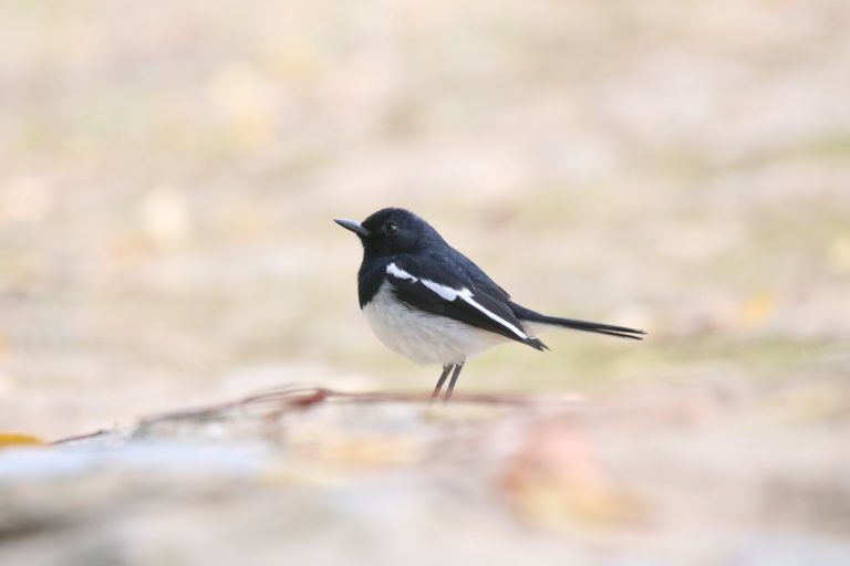 A oriental Magpie-Robin stands on a ground with a soft-focus background of dry grass and fallen leaves.