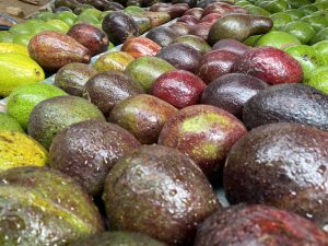 Neatly stacked avocados in rows, ranging from green to dark purple, showing different stages of ripeness.
