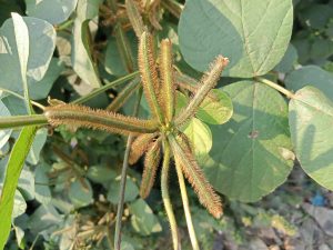 A close-up of a green plant with fuzzy, bristled stems and broad leaves in a lush setting. Kawtoli, Brahmanbaria, Bangladesh.