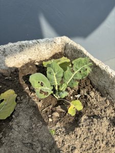 A small cauliflower plant with green leaves showing damage sits in a planter with dark soil.