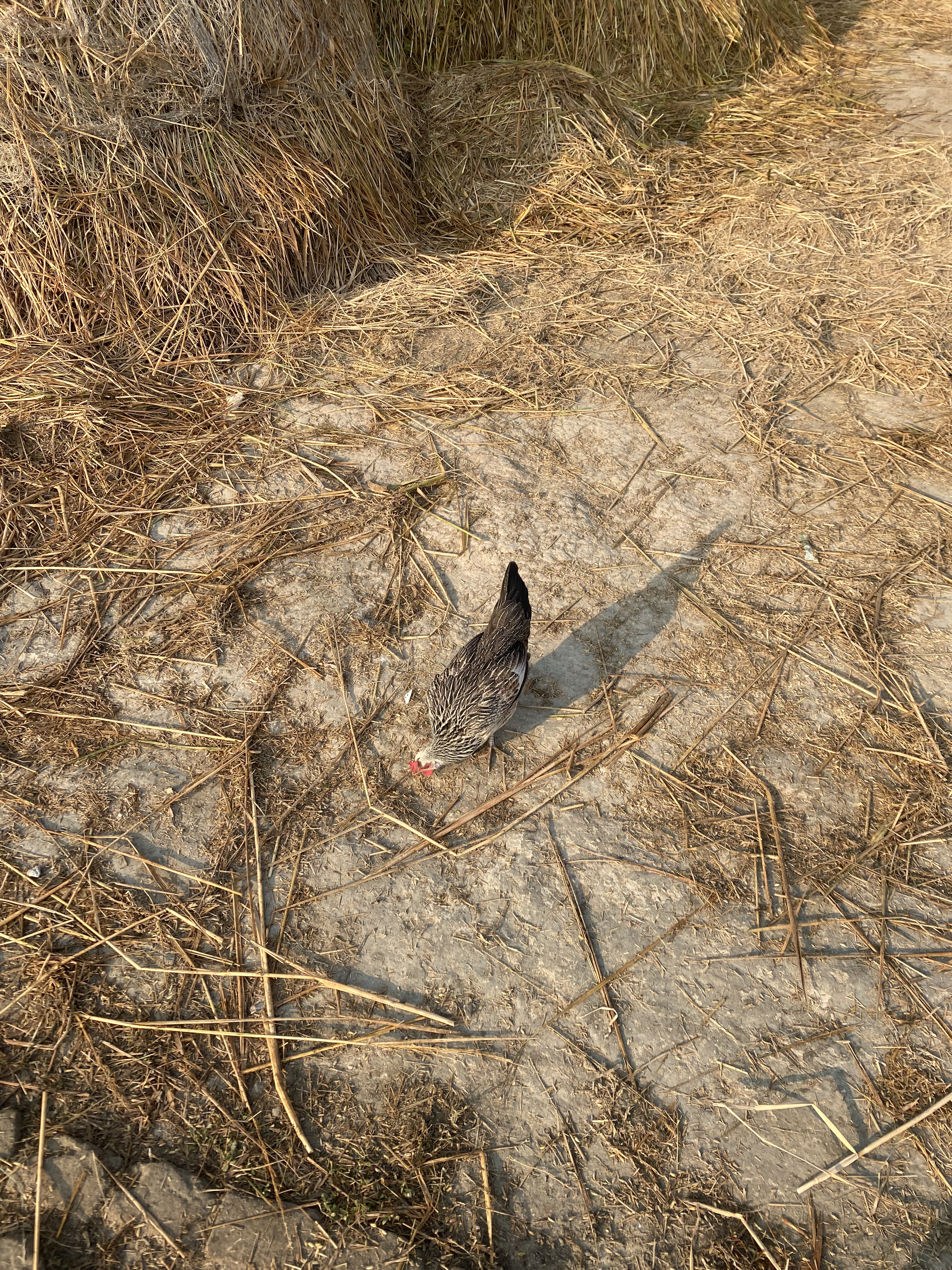 A black-and-white chicken walks on dry, straw-covered ground near haystacks under bright sunlight.