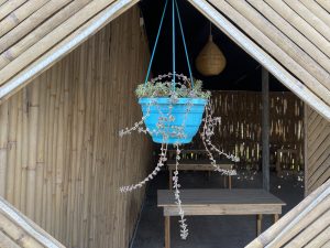 A vibrant blue hanging planter with trailing greenery framed by a bamboo window in a rustic interior.