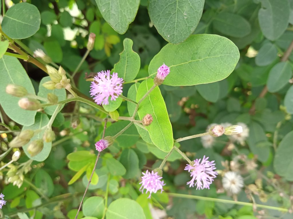 Close-up of small purple flowers with green leaves, Kawtoli, Brahmanbaria, Bangladesh