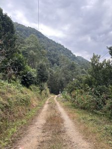 A narrow dirt pathway winds through a lush, green landscape, flanked by bushes and trees. 
