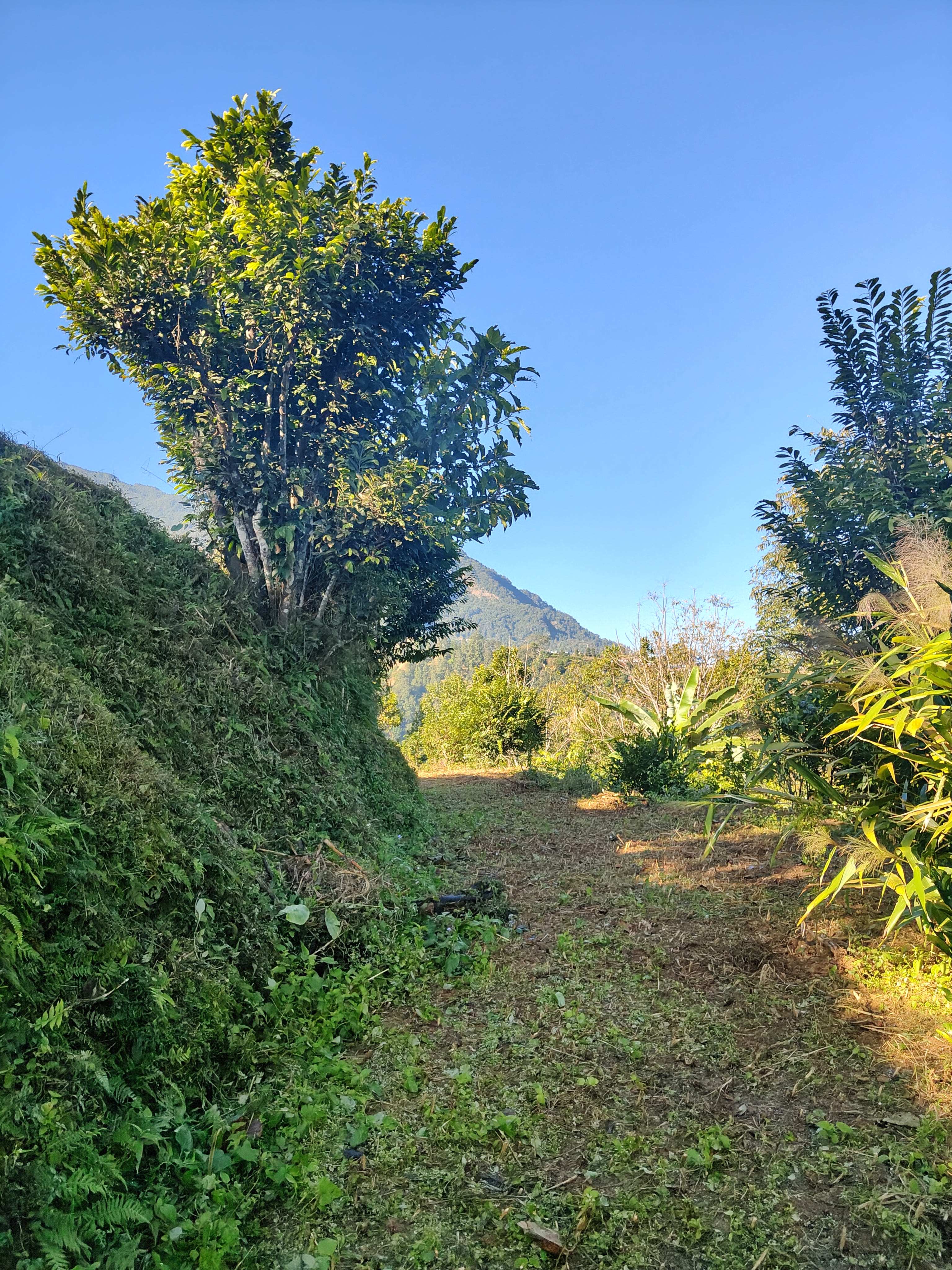 A narrow dirt path bordered by lush greenery, including several trees and shrubs