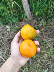 A hand is holding two bright orange fruits, possibly mandarins or tangerines, against a background of green vegetation and some dried grass.