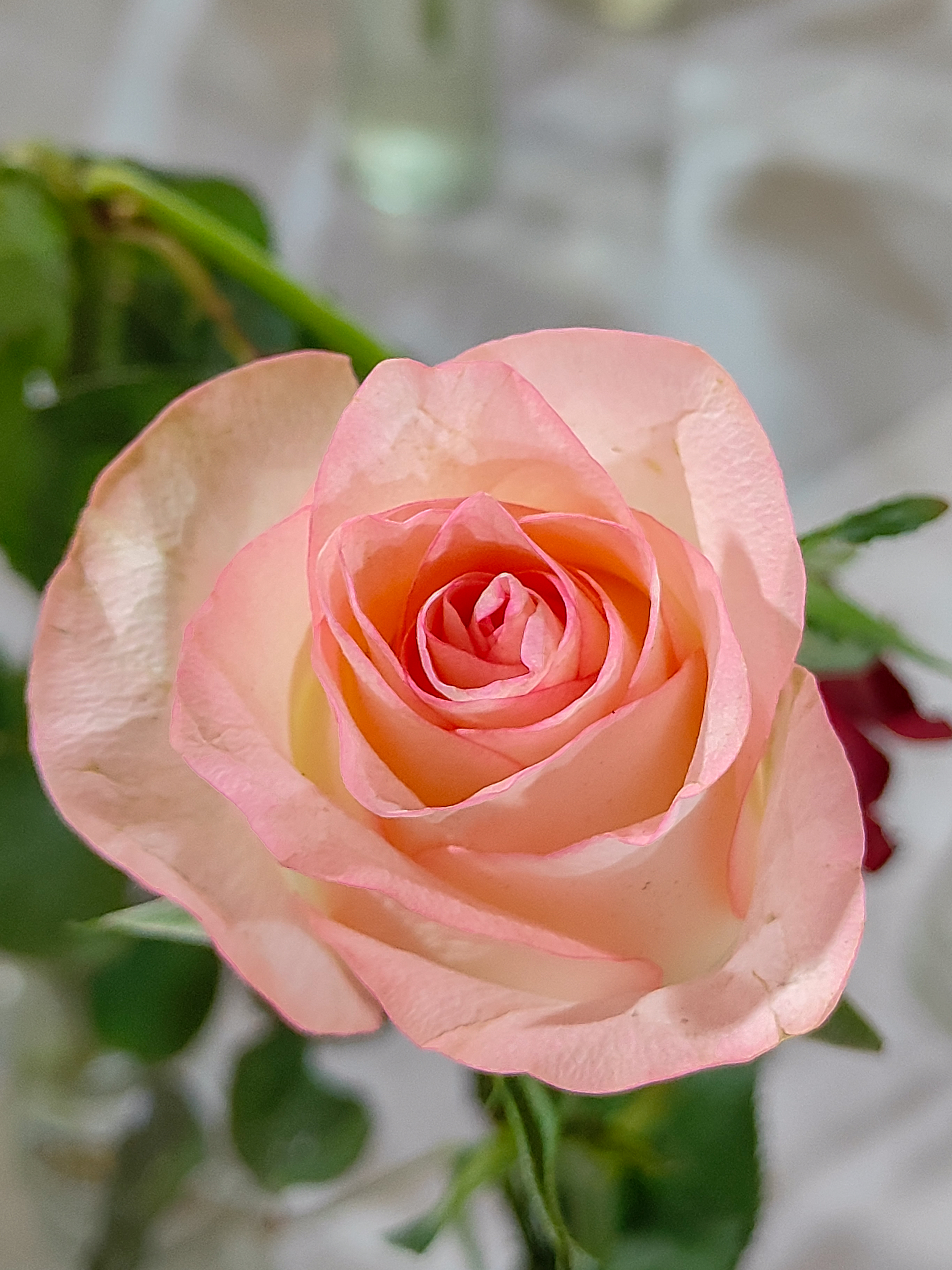 A close-up of a blooming rose with delicate petals that transition from a soft pink at the outer edges to a lighter cream at the center.