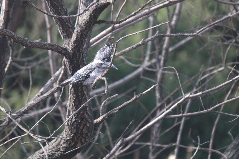 A Crested Kingfisher (冠鱼狗) is perched on a branch.