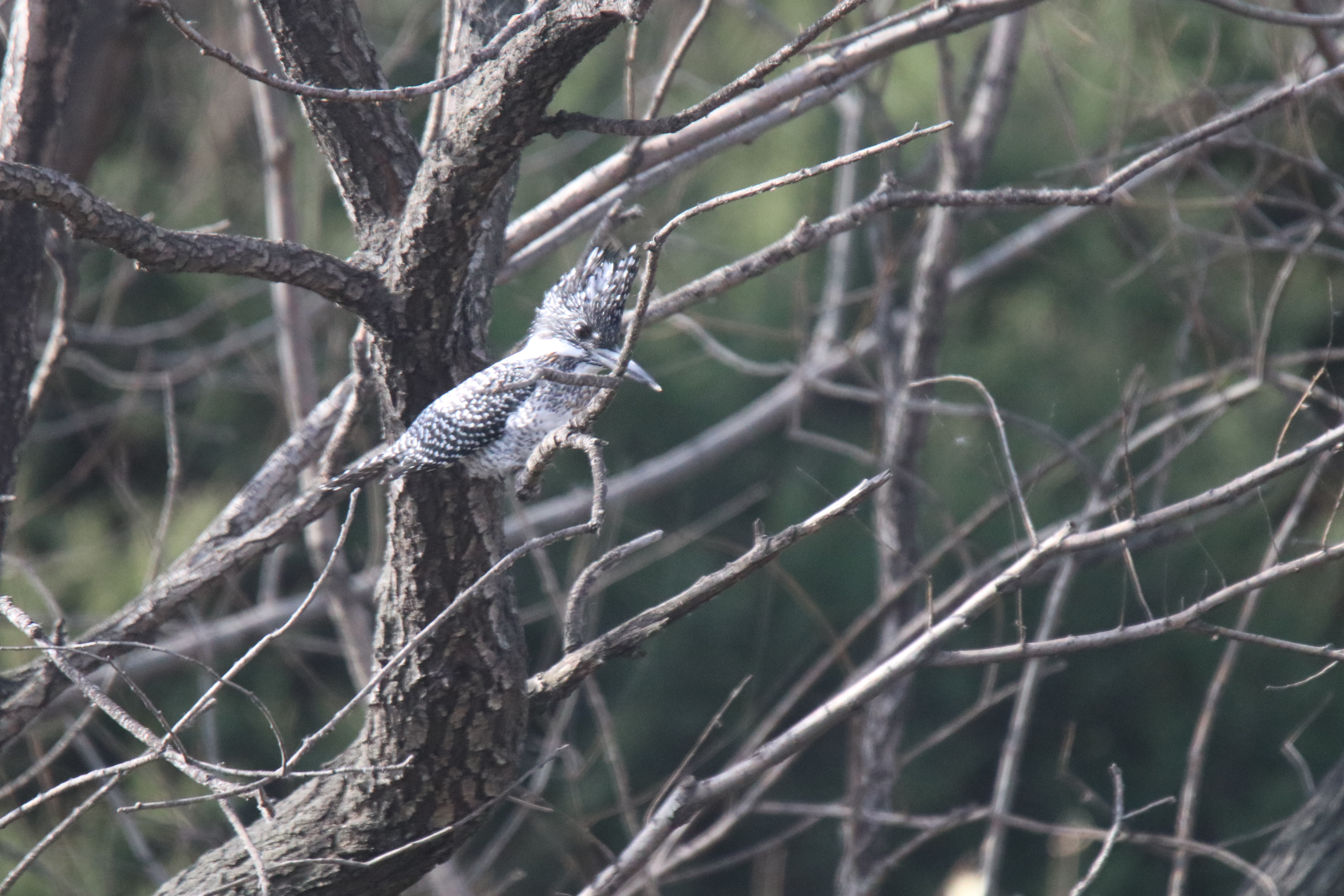 A Crested Kingfisher is perched on a branch.
